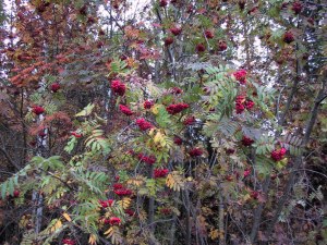 Rogna er full av b�r i �r!